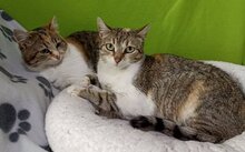 BECKY, Katze, Hauskatze in Bulgarien - Bild 4