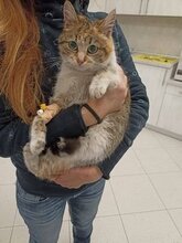 BECKY, Katze, Hauskatze in Bulgarien - Bild 6