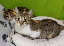 BECKY, Katze, Hauskatze in Bulgarien - Bild 7