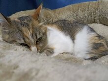 BECKY, Katze, Hauskatze in Bulgarien - Bild 8