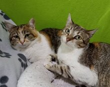 BETINA, Katze, Hauskatze in Bulgarien - Bild 1