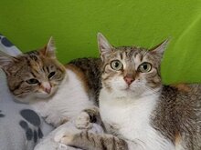 BETINA, Katze, Hauskatze in Bulgarien - Bild 10
