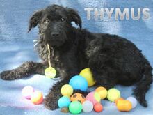THYMUS, Hund, Mischlingshund in Wunstorf