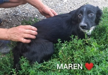 MAREN, Hund, Mischlingshund in Rumänien