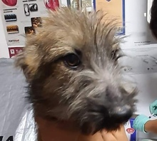 YODA, Hund, Mischlingshund in Rumänien