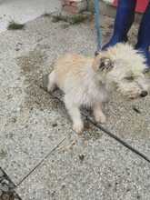 CINA, Hund, West Highland White Terrier-Yorkshire Terrier-Mix in Rumänien - Bild 5