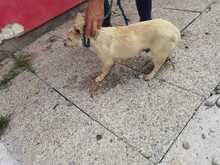 ORALEE, Hund, Mischlingshund in Rumänien - Bild 3