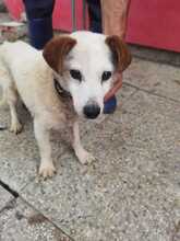ETENIO, Hund, Dackel-Mix in Rumänien - Bild 1
