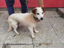 ETENIO, Hund, Dackel-Mix in Rumänien - Bild 2