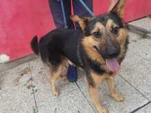 FABELLO, Hund, Mischlingshund in Rumänien - Bild 1