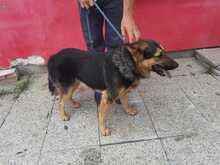 FABELLO, Hund, Mischlingshund in Rumänien - Bild 3