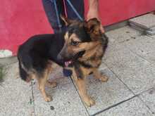 FABELLO, Hund, Mischlingshund in Rumänien - Bild 4