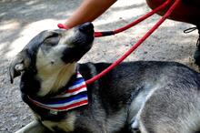 QUANTUS, Hund, Mischlingshund in Slowakische Republik - Bild 11