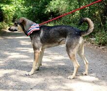 QUANTUS, Hund, Mischlingshund in Slowakische Republik - Bild 12