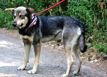 QUANTUS, Hund, Mischlingshund in Slowakische Republik - Bild 2