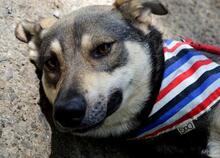 QUANTUS, Hund, Mischlingshund in Slowakische Republik - Bild 3