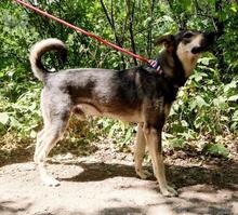 QUANTUS, Hund, Mischlingshund in Slowakische Republik - Bild 5