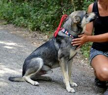 QUANTUS, Hund, Mischlingshund in Slowakische Republik - Bild 6