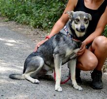 QUANTUS, Hund, Mischlingshund in Slowakische Republik - Bild 7