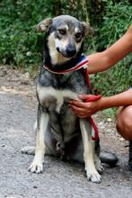 QUANTUS, Hund, Mischlingshund in Slowakische Republik - Bild 8