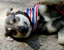QUANTUS, Hund, Mischlingshund in Slowakische Republik - Bild 9