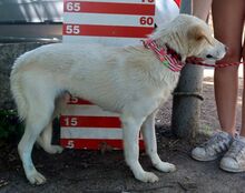 GRETA, Hund, Mischlingshund in Slowakische Republik - Bild 12