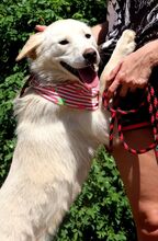 GRETA, Hund, Mischlingshund in Slowakische Republik - Bild 2
