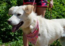 GRETA, Hund, Mischlingshund in Slowakische Republik - Bild 8