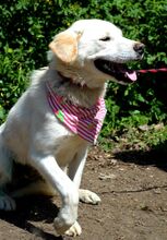 GRETA, Hund, Mischlingshund in Slowakische Republik - Bild 9