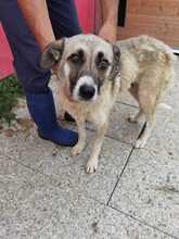 CALLELA, Hund, Mischlingshund in Rumänien - Bild 3
