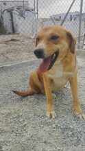 CELIA, Hund, Mischlingshund in Griechenland - Bild 1