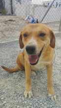 CELIA, Hund, Mischlingshund in Griechenland - Bild 3