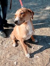 CELIA, Hund, Mischlingshund in Griechenland - Bild 4