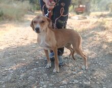 CELIA, Hund, Mischlingshund in Griechenland - Bild 5