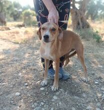 CELIA, Hund, Mischlingshund in Griechenland - Bild 7