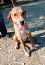 CELIA, Hund, Mischlingshund in Griechenland - Bild 8