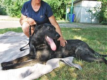 HEKI, Hund, Deutscher Schäferhund-Mix in Ungarn - Bild 12
