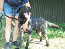 HEKI, Hund, Deutscher Schäferhund-Mix in Ungarn - Bild 14
