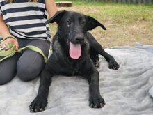 HEKI, Hund, Deutscher Schäferhund-Mix in Ungarn - Bild 16