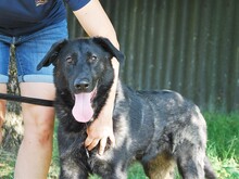 HEKI, Hund, Deutscher Schäferhund-Mix in Ungarn - Bild 2
