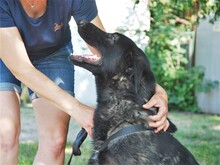 HEKI, Hund, Deutscher Schäferhund-Mix in Ungarn - Bild 7