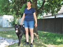 HEKI, Hund, Deutscher Schäferhund-Mix in Ungarn - Bild 9