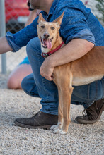 LOLA, Hund, Podenco in Hausach - Bild 2