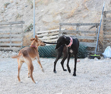 LOLA, Hund, Podenco in Hausach - Bild 3