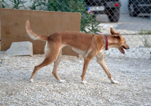 LOLA, Hund, Podenco in Hausach - Bild 4