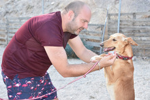 LOLA, Hund, Podenco in Hausach - Bild 7