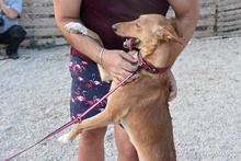 LOLA, Hund, Podenco in Hausach - Bild 8