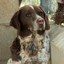 KAPI, Hund, Jagdhund-Mix in Spanien - Bild 1