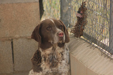 KAPI, Hund, Jagdhund-Mix in Spanien - Bild 10