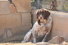 KAPI, Hund, Jagdhund-Mix in Spanien - Bild 11